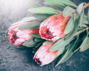 A bouquet of pink protea flowers.