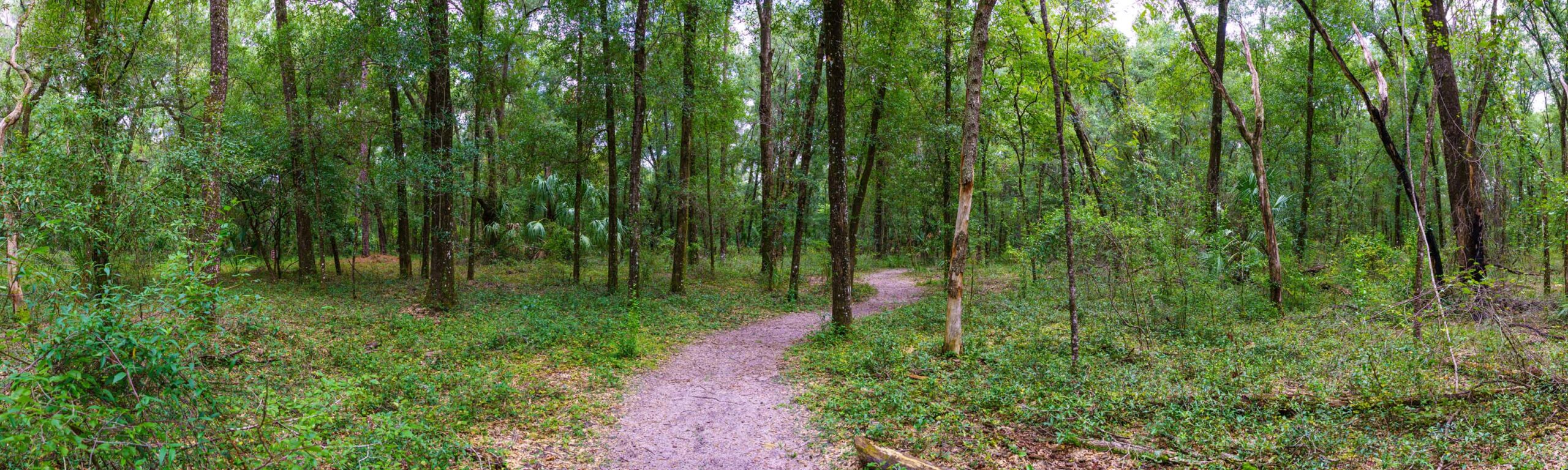 A riding trail in North Central Florida