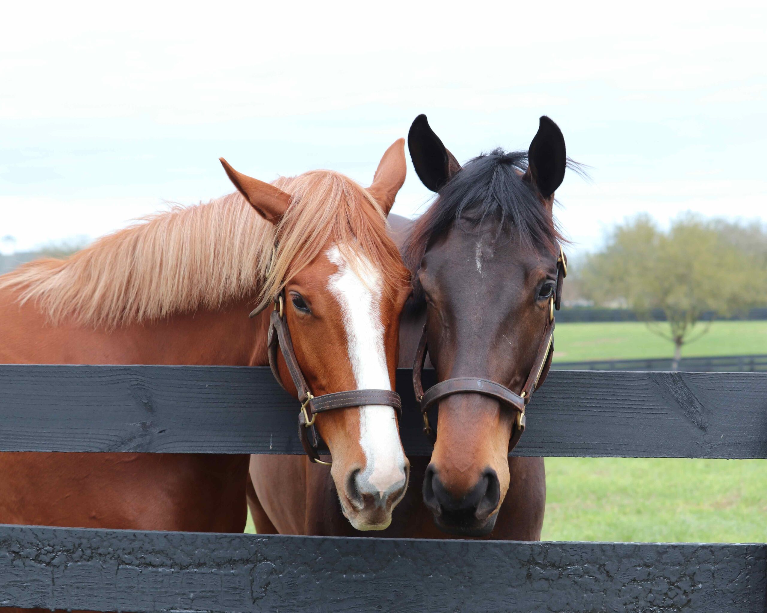 Two horses nuzzling each other.