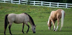 Two horses grazing near a white fence.