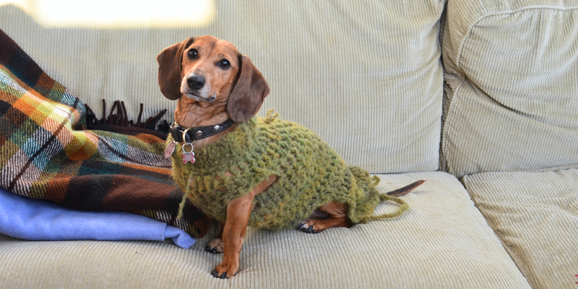 An adorable dachshund on a couch.