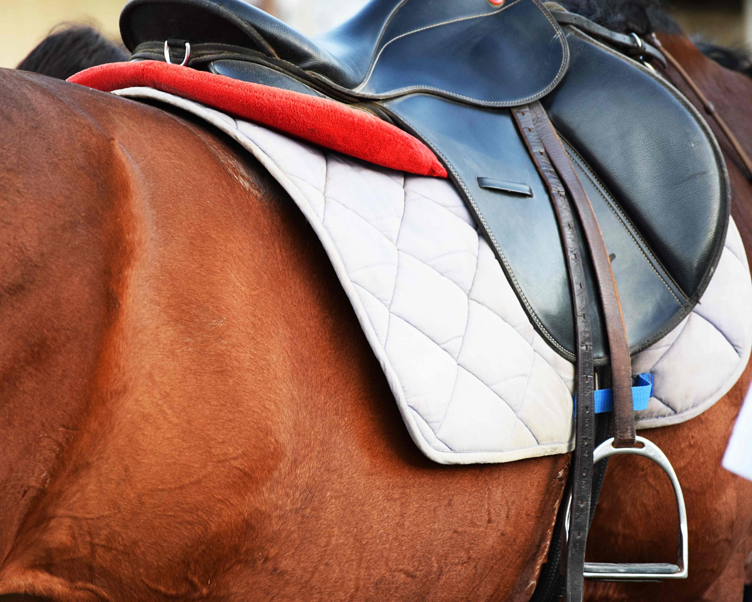 An English saddle on a horse.