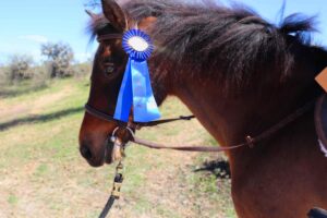 A horse sporting a bright blue ribbon at HITS.