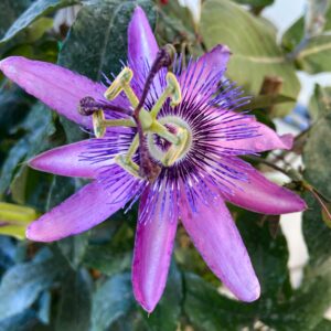 A purple passionflower.