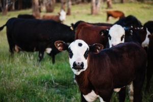 A herd of young steers.