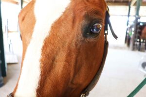 A closeup view of Mel the quarter horse.