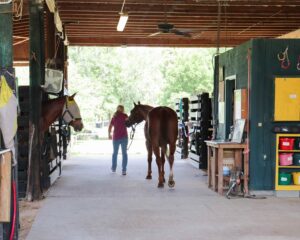 Mel is led through the barn as another horse looks on.