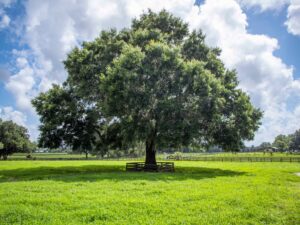 A beautiful Oak at Shade Tree Farm