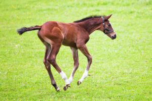 A colt gallops in a meadow.