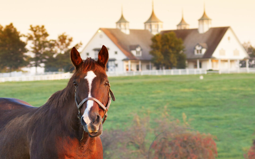 Benefits of Working With an Equestrian Realtor