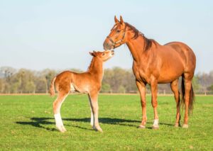 A mare and a foal play together.
