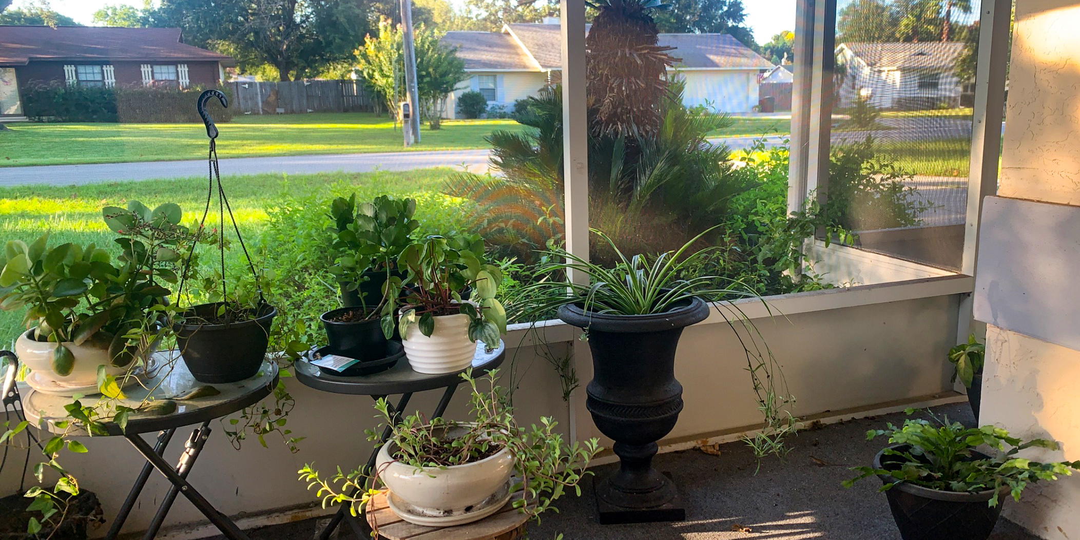 Lacey's plant paradise.