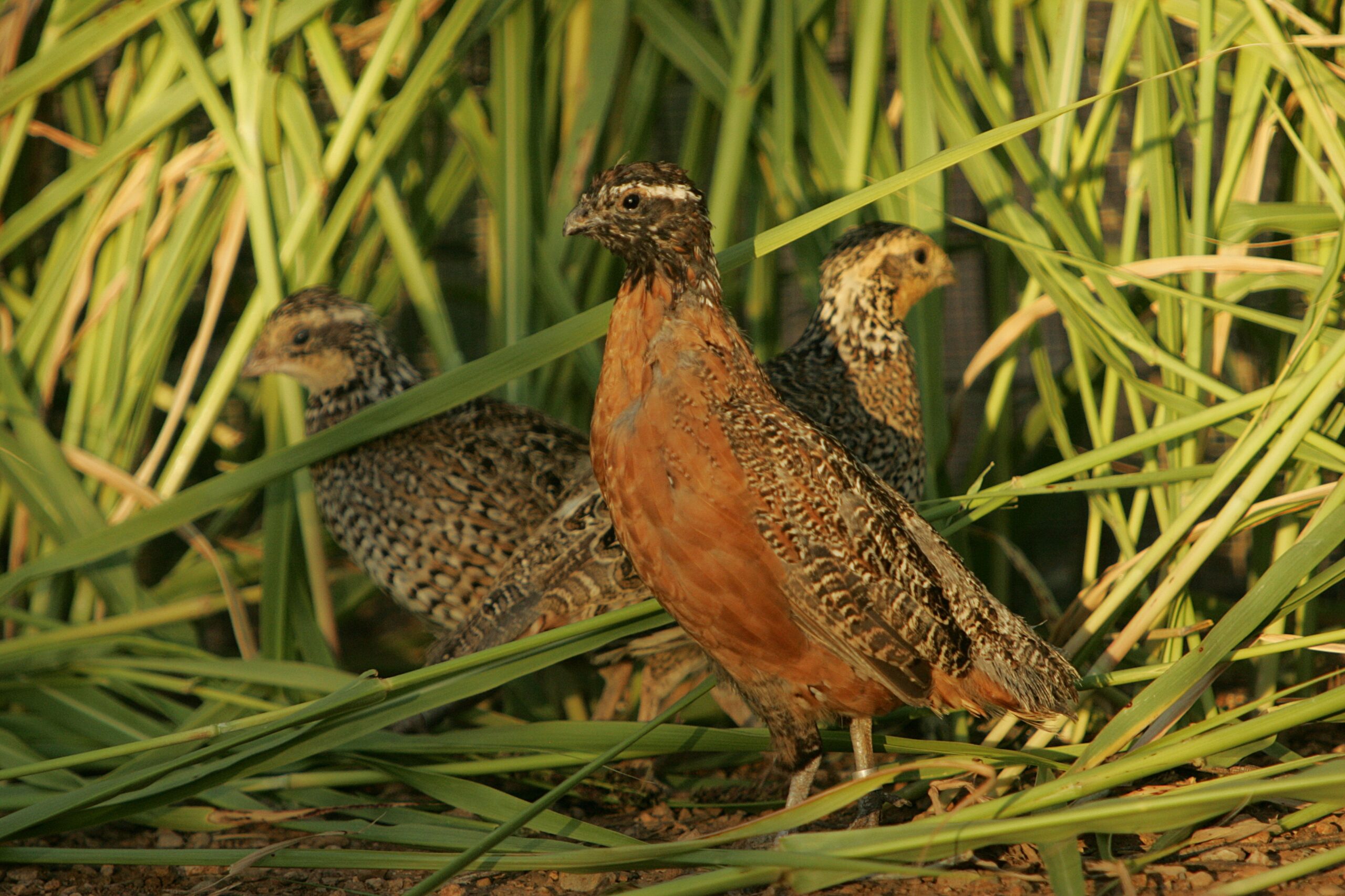 Three bobwhite quail in some tall grass.