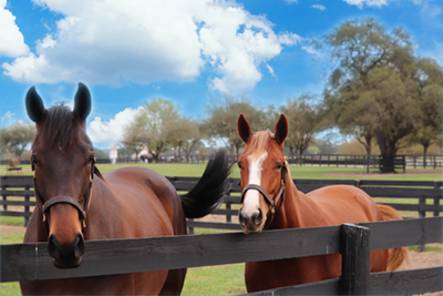 Horses in a paddock.