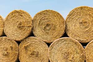 Rolls of hay ready to ship.