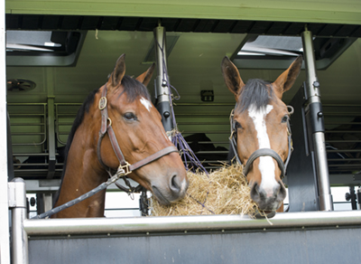 Horses on a trailer.