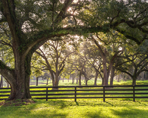 Florida Oak-shaded pastures
