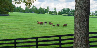 An Ocala horse farm