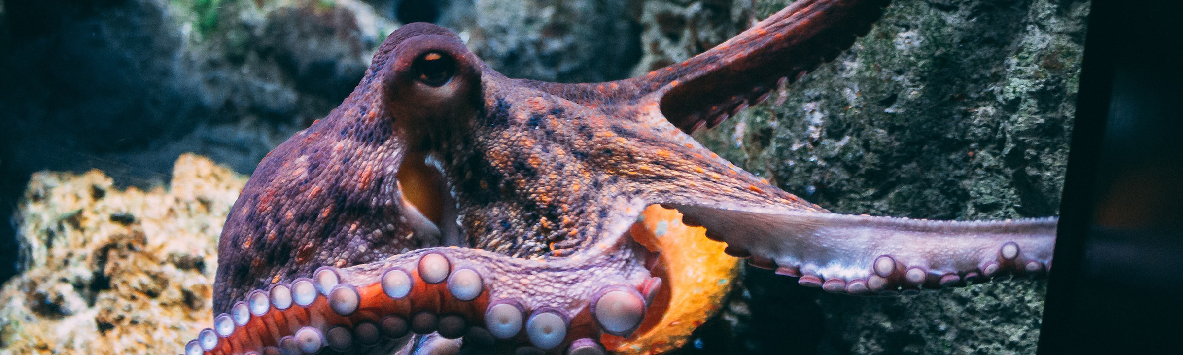 diane-picchiottino-dW0gfo__uU8-unsplash