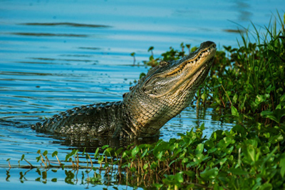 A large alligator prepares to ascend the bank along a body of water.