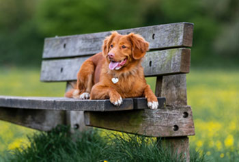 A cute dog relaxes on a shady bench.