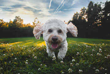 A little white dog happily runs in the grass.