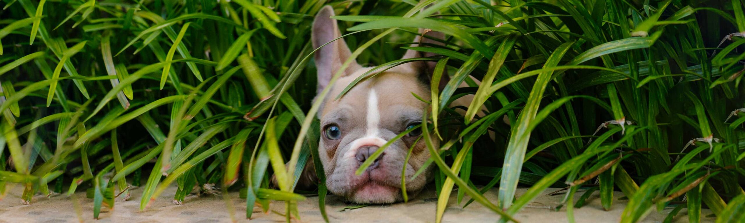 A french bulldog peeks out of mondo grass.