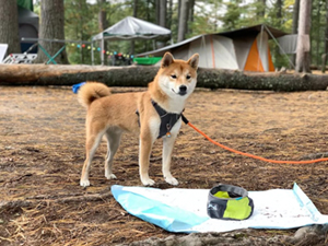 An adorable shiba inu on a camping trip.