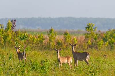 3,Adult,Wild,White,Tailed,Deer,-,Odocoileus,Virginianus,Clavium