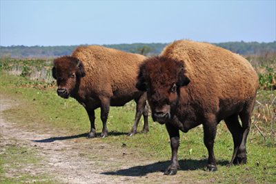 American,Bison,Paynes,Prairie,Florida