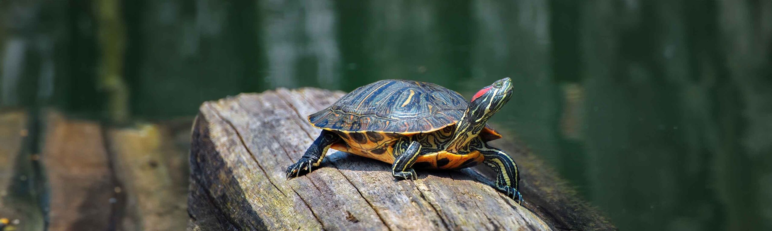 a cooter turtle sunning on a log