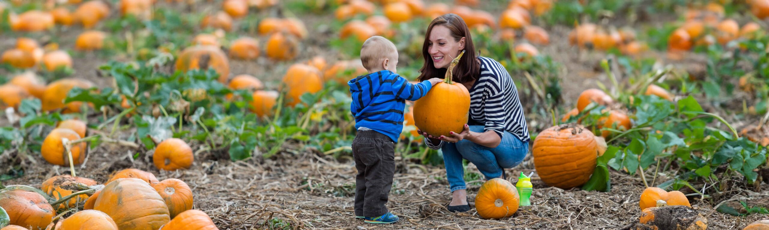 A woman and child pick pumpkins 