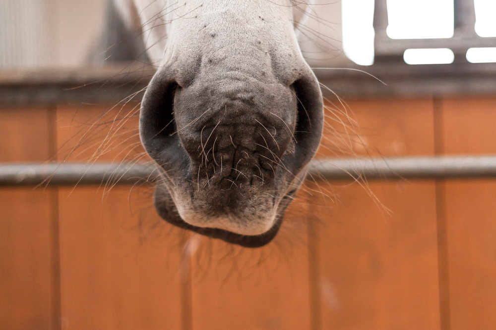 An adorable horse nose.