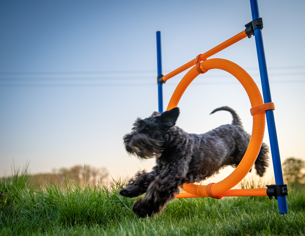 little black dog on agility jumps over a circle at sunset