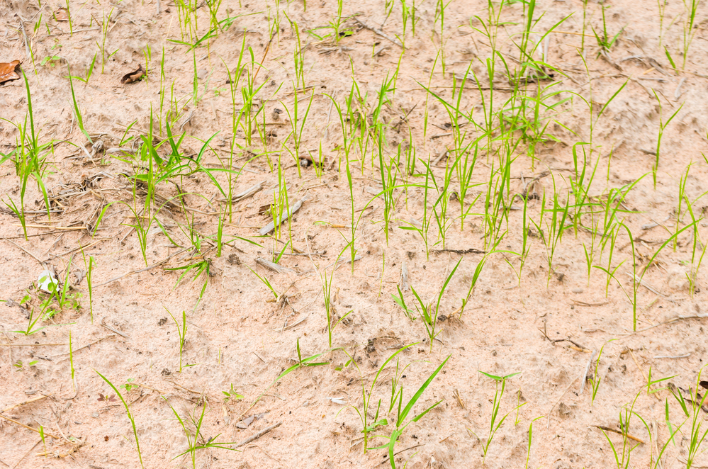 Sandy soil with very sparse grass growing.