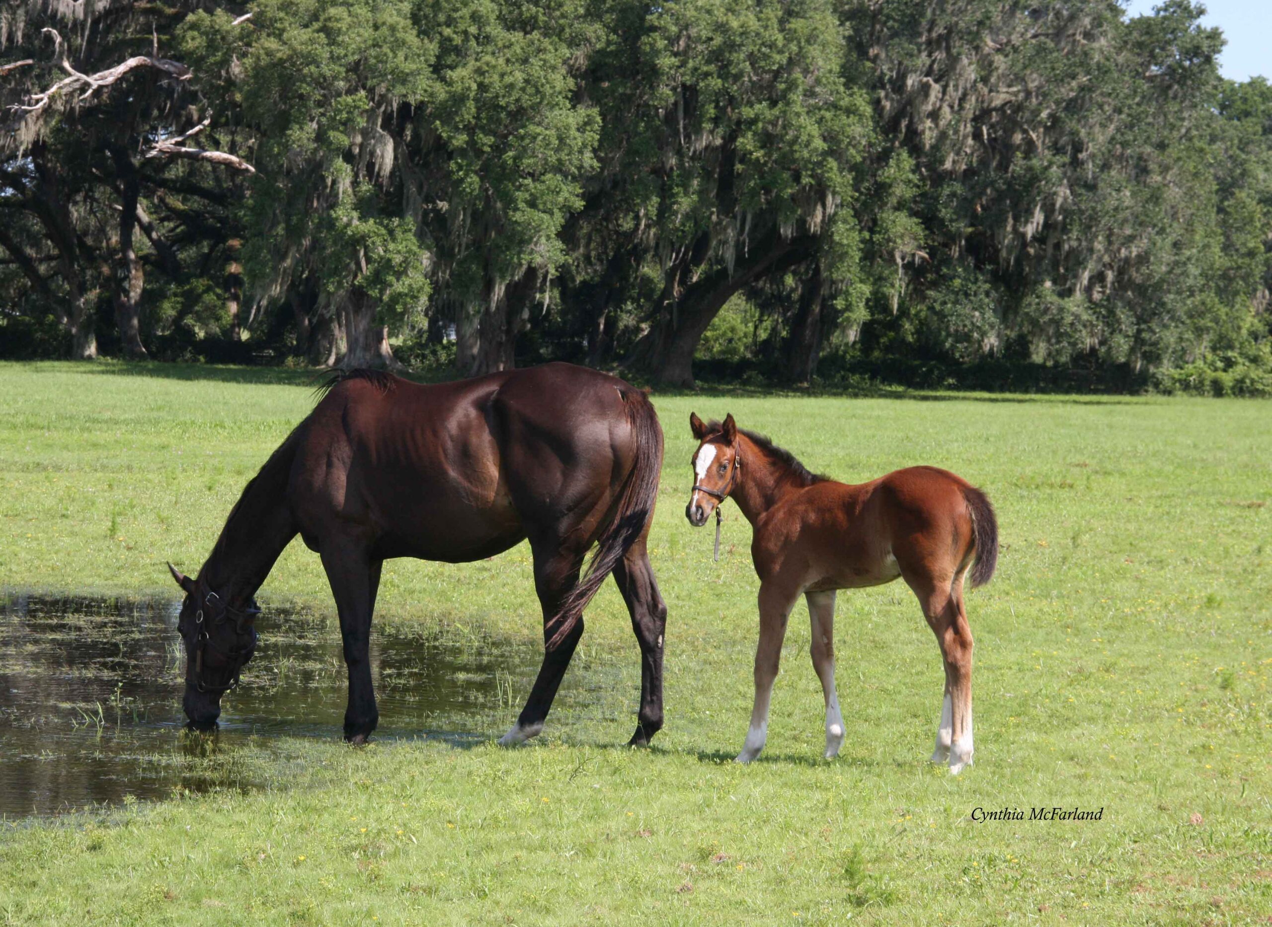 A mare and foal in a good pasture.
