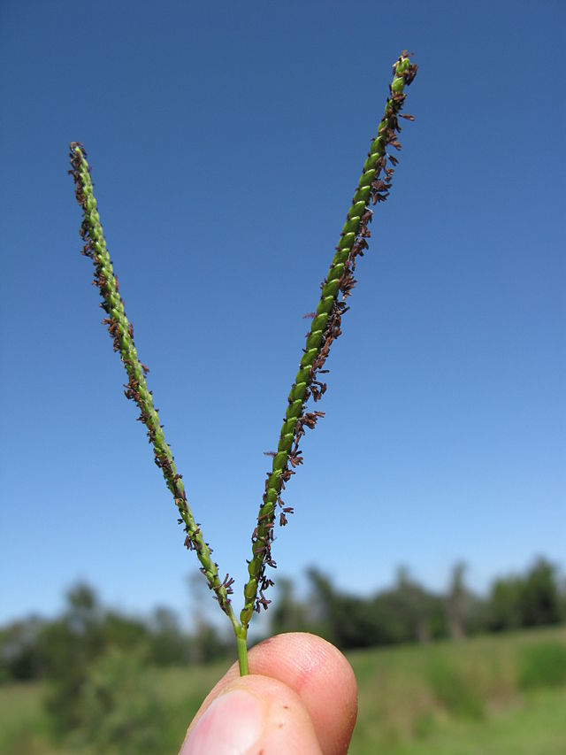 A bahiagrass seedhead.