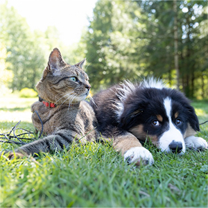 A cat and dog sitting together.