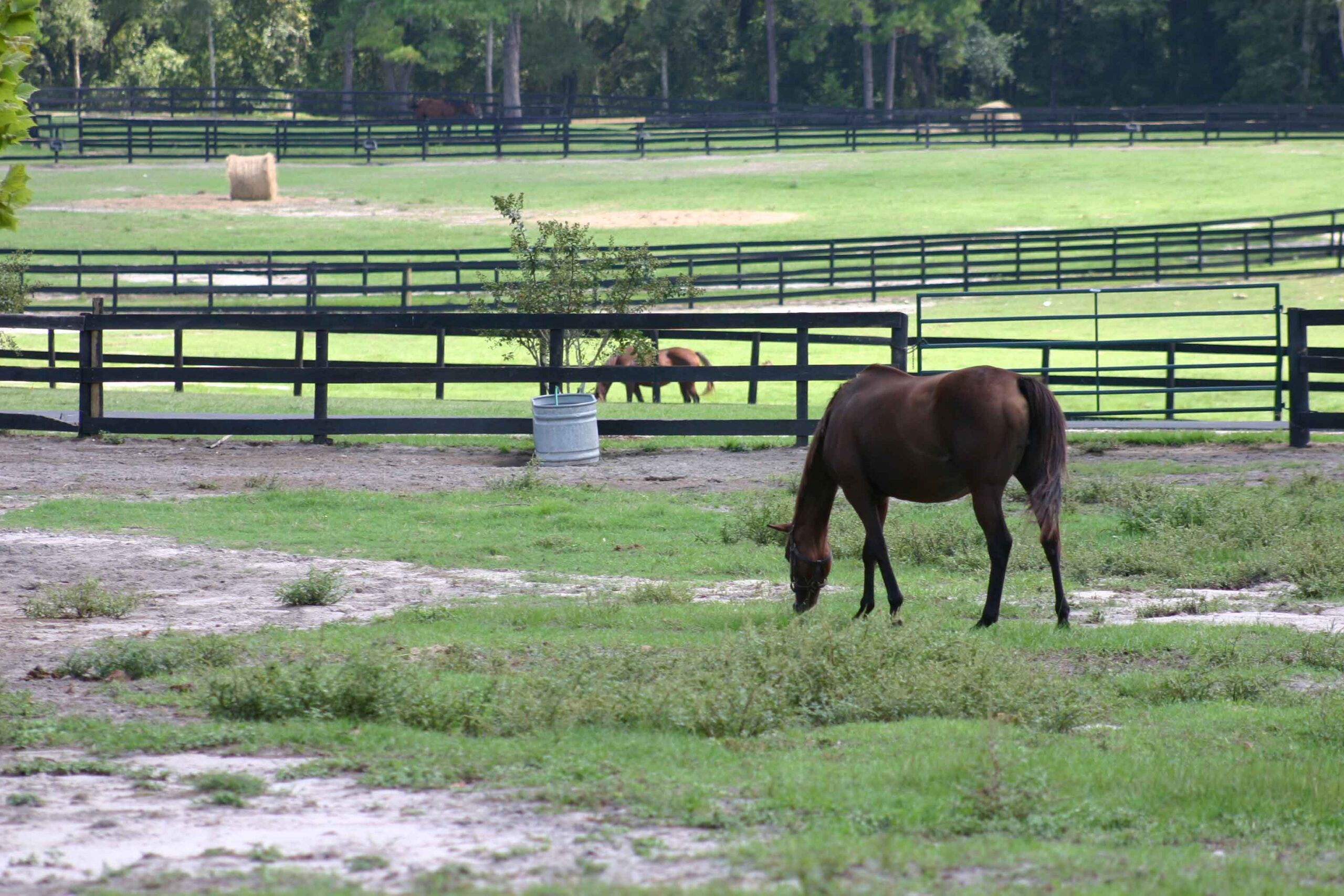 A horse grazes in a pasture with bare spots and weeds.