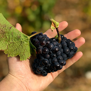 A person holds black grapes on the vine.