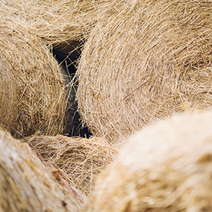 Stacks of round bales of hay.