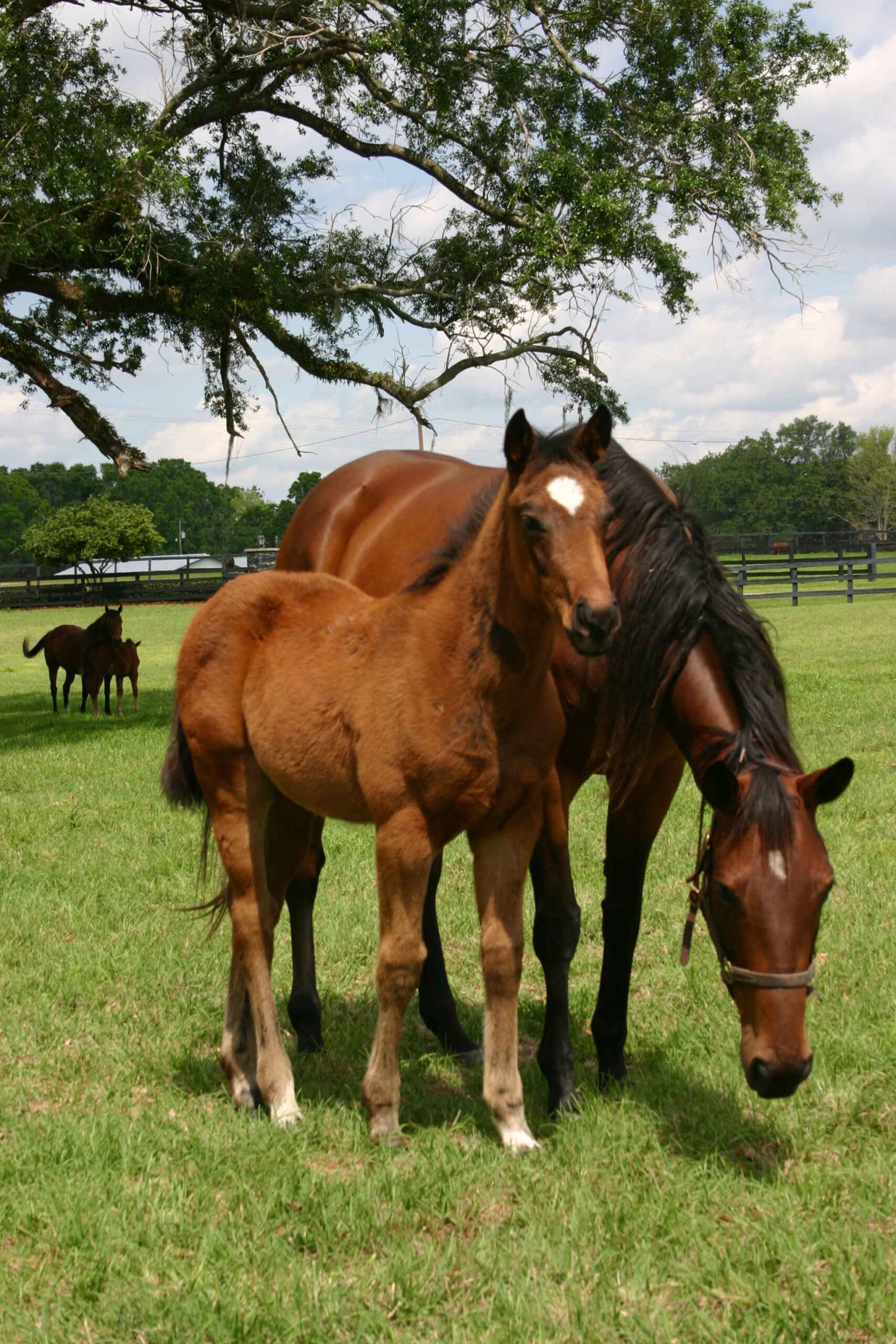 A mare and foal in a good pasture.