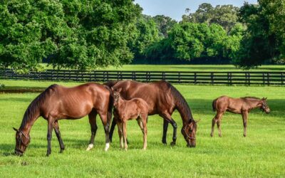 Florida Pasture | Keep it Green and Growing