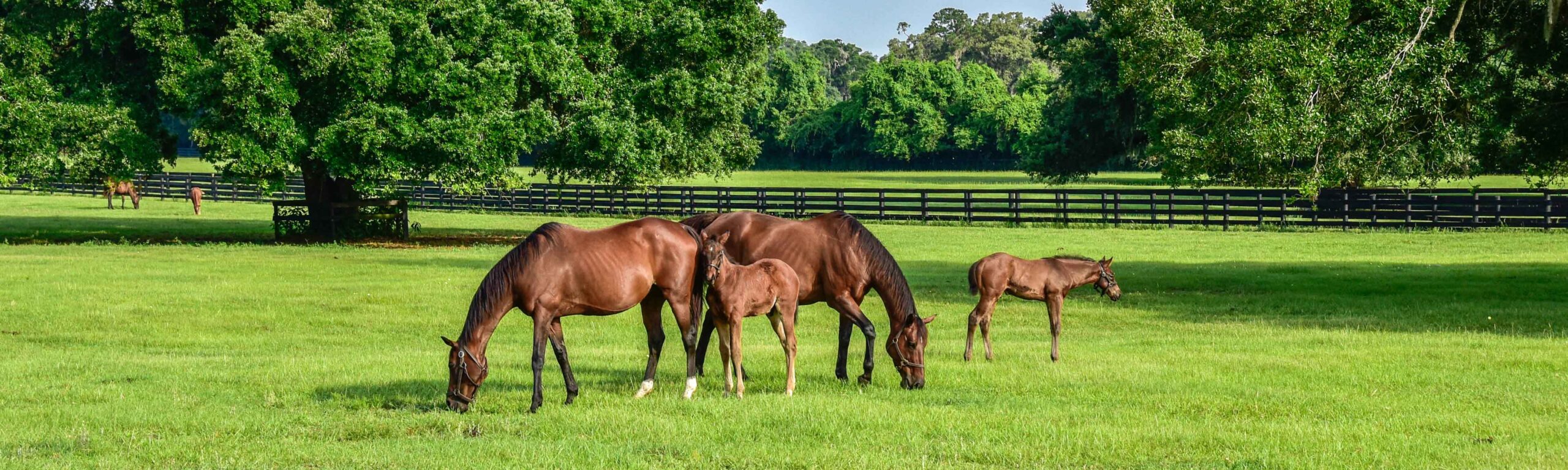 Horses grazing in a green pasture.