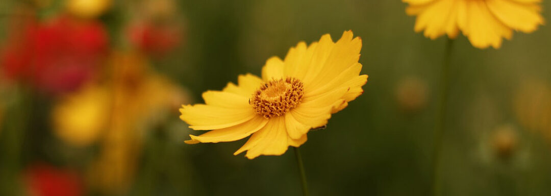 Get Ready For The 2016 Florida Wildflower Symposium!