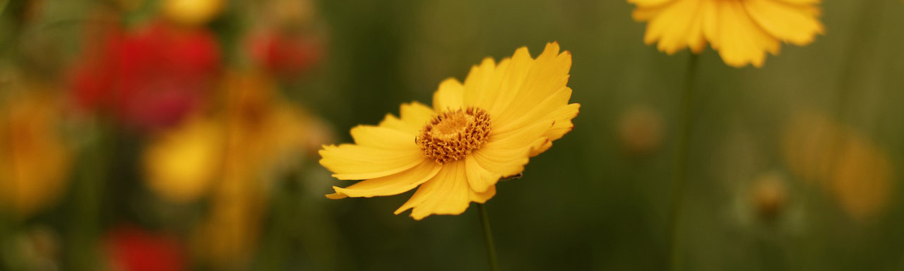 Pretty wildflowers