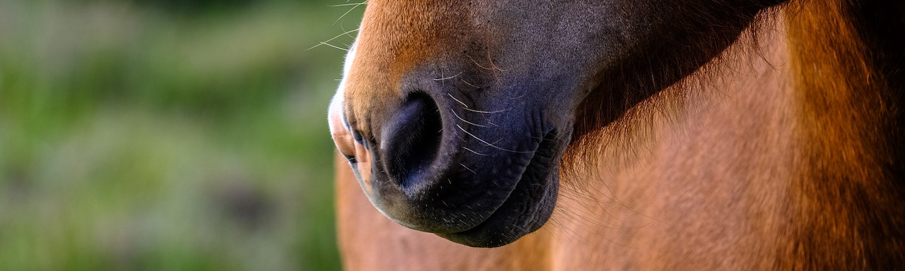 A cute horse nose.