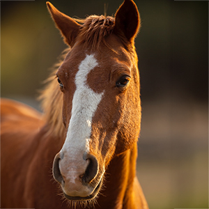 A pretty reddish brown horse.