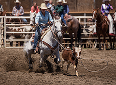 A calf roping rodeo cowboy