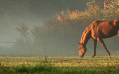 Green Horsekeeping Guide